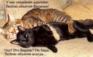 25 животных, которые любят обниматься и делают это со всей душой