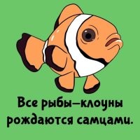 А клоунессы - самками.