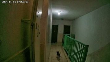 Чтобы не караулить, можно взять видеогразок на алике. Я себе такой уже давно установил, и теперь знаю, что соседка рядом с дверью подкармливает уличного кота.
