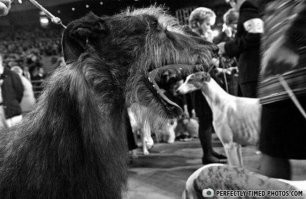 17  фотографий с коварной перспективой