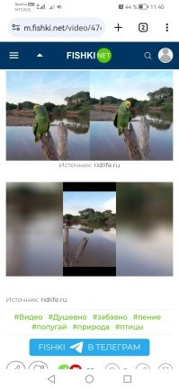 ППЦ форматирование. А попугай - молодец