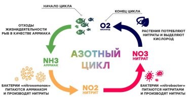 Однозначно легче с большим! Аквариум - это замкнутая биосистема. Во сяком случае должна стремиться к этому. Если не будет замкнутости, то будет вам постоянный геморрой.

Так вот, а маленьком аквариуме азотный цикл очень легко сбить, чуть больше воды подменили, чуть сильнее отжали губку - и цикл сбивается. Появляется неприятный запах, водоросли, зелёный налёт на стёклах, болезни у рыб...

В большом аквариуме (от 120л) убить азотный цикл нужно очень постараться.