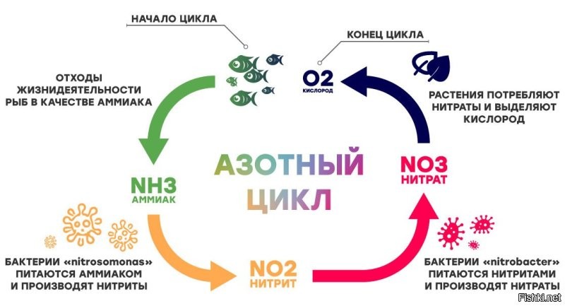 Однозначно легче с большим! Аквариум - это замкнутая биосистема. Во сяком случае должна стремиться к этому. Если не будет замкнутости, то будет вам постоянный геморрой.

Так вот, а маленьком аквариуме азотный цикл очень легко сбить, чуть больше воды подменили, чуть сильнее отжали губку - и цикл сбивается. Появляется неприятный запах, водоросли, зелёный налёт на стёклах, болезни у рыб...

В большом аквариуме (от 120л) убить азотный цикл нужно очень постараться.