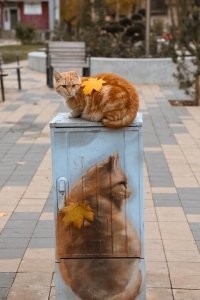 Ха! под кирпич они разрисовали щитки.... У нас вон портреты, цветы и целые пейзажи. Это вот умело подстроили, а не кубики серые... И люки канализационные теперь украшение, а не просто утилитарная вещь.