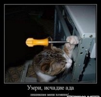 17 хозяев, которые не думали, что приобрели ворох проблем
