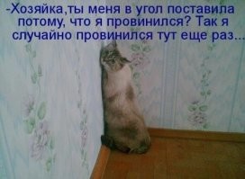 17 хозяев, которые не думали, что приобрели ворох проблем