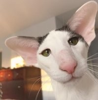 17 хозяев, которые не думали, что приобрели ворох проблем