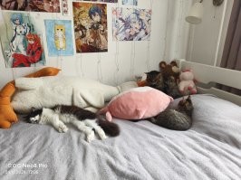 трикотаж обыкновенный