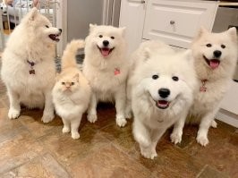 Демотиваторы для всех: «Дрессируй хозяина правильно»