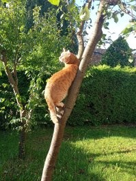 Настоящий кот). Даже высоту покоряет иногда