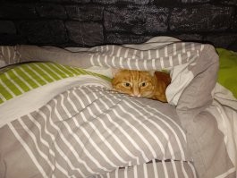 Мой тигр придерживаться точно такой же точки зрения)