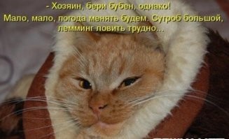 25 котофеев, виртуозно и артистично демонстрирующих эмоции с помощью взгляда
