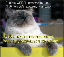 25 котофеев, виртуозно и артистично демонстрирующих эмоции с помощью взгляда