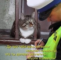 25 котофеев, виртуозно и артистично демонстрирующих эмоции с помощью взгляда