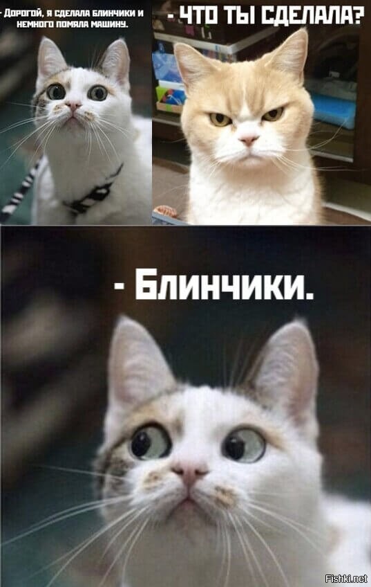 Кот с блинами. Блины на молоке рецепт. Я разбила машину и сделала блинчики. Поставь это блин. Дорогой я сделала блинчики и немного помяла машину.
