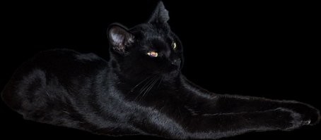 котэ (чёрная пантера), одобряет!