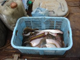 такого и тут полно, и без всяких фаз луны)) и корзинка за час полная набирается))) ха час из за того что бычков постоянно приходится снимать и выбрасывать
