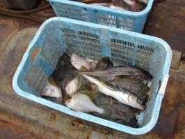 такого и тут полно, и без всяких фаз луны)) и корзинка за час полная набирается))) ха час из за того что бычков постоянно приходится снимать и выбрасывать