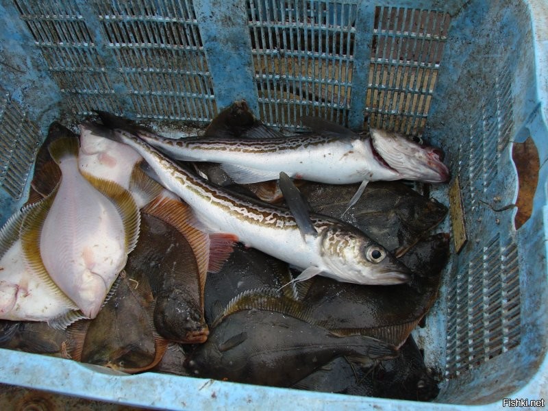 такого и тут полно, и без всяких фаз луны)) и корзинка за час полная набирается))) ха час из за того что бычков постоянно приходится снимать и выбрасывать