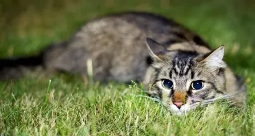 Судя по зрачкам, у котика активирован режим убийцы!