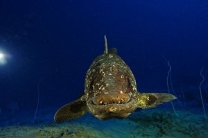 Если уж акул отнесли к животным, то знакомьтесь: эта улыбчивая особа - латимерия, первая кто догадался вылезти на сушу. Бабушка динозавров.