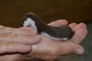 ласка-мутант ?