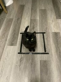 Ну не знаю, не прошлая кошка, не сегодняшний кот никак на это не реагируют