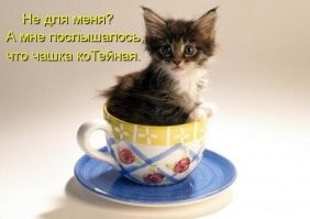 25 примеров того, как работают ловушки для котиков повышенной эффективности