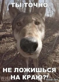 Волки тоже любят дурачиться