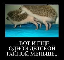 Колобоцентротус: «яйца драконов» разбросаны по берегу Тихого океана. Что это на самом деле?