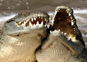 Расходы по уходу за йоркширским терьером и дочерью