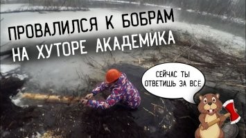 Затопило почти на метр:  бобры "терроризируют" село в Шотландии, а власть молчит