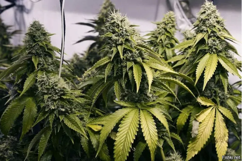 Действительно ли первым объектом в космосе оказался металлический люк?