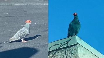 Клюворыл: весь в шрамах, он опускается на 3 км и охотится там по 2 часа подряд!