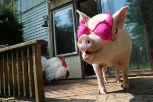 И свинюшка эта видит мир в розовых очках ...