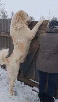 А вот на месте хозяйки я бы поостерёгся. Оно ведь и выипать может..