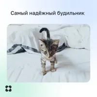 Обычно они действуют парой