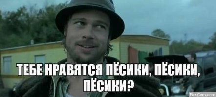 Минутка милоты: в полиции Алматы устроили фотосессию служебных собак