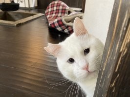 25 любопытных мордашек, которые демонстрируют деликатность, но не могут сдержать любопытства