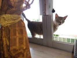 - А что вы там едите без меня?