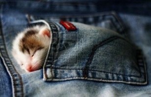 20 фотографий вредных котов, которые будут спать где угодно, но не на специально купленных для них лежанках