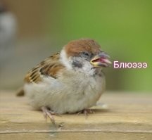 А за ней воробушек ...