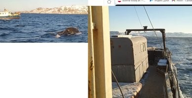 Были там в прошлом году, китов видели. Спасжилетов не выдавали, суда древние(на вид), в качестве каюты для клиентов будка на палубе аля вахтовка. Недешево 3тр с лица наскок помню...
