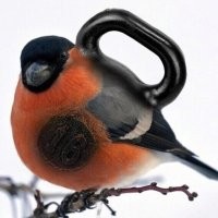 Снегири не гири - известный гибрид