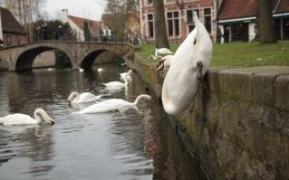 Намешалось