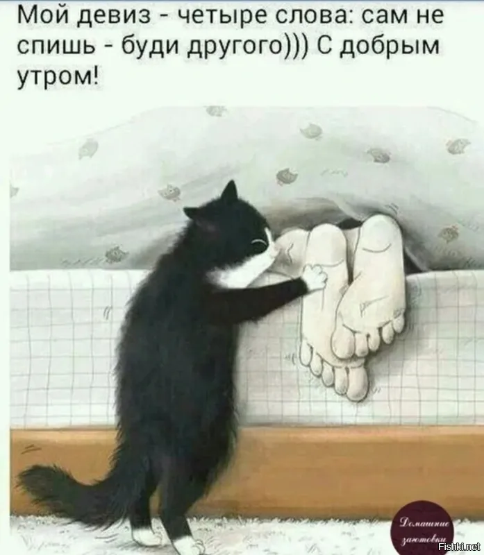 Кот&nbsp;атаковал спящую кошку