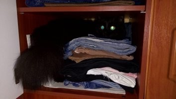 25 мест в доме, где могут неожиданно обнаружиться котики и порадовать своим видом хозяина