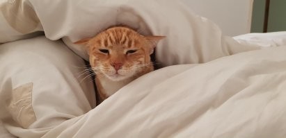 25 мест в доме, где могут неожиданно обнаружиться котики и порадовать своим видом хозяина