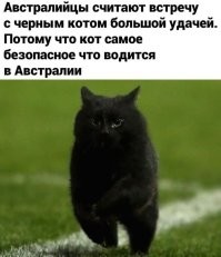 Австралийка встретилась лицом к&nbsp;лицу с&nbsp;питоном в&nbsp;собственном гараже
