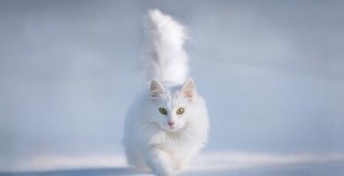 25 котиков, которые радуются снегу и не стесняются демонстрировать свои эмоции